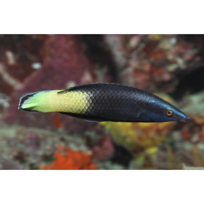 Bicolor Cleaner Wrasse bicolor-cleaner-wrasse